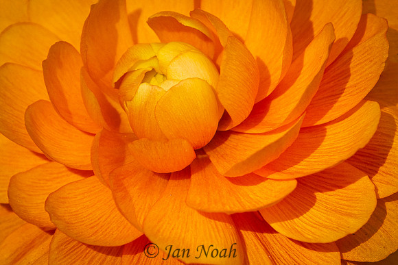Zinnia