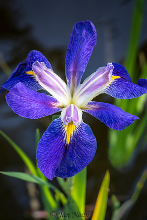 Water Iris