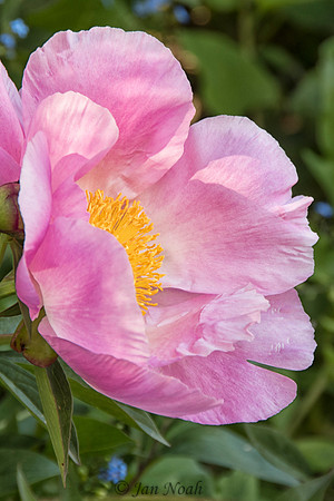 Peony Side Glance