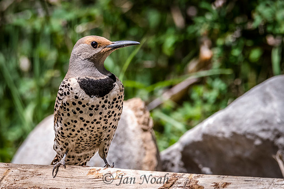 Female Northern Flicker