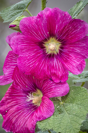 Hollyhocks in Bloom