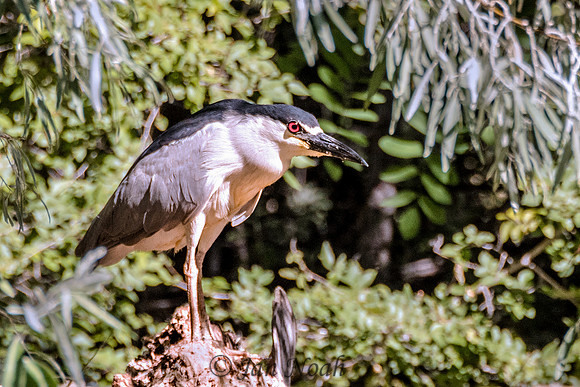 Black-crowned Night Heron