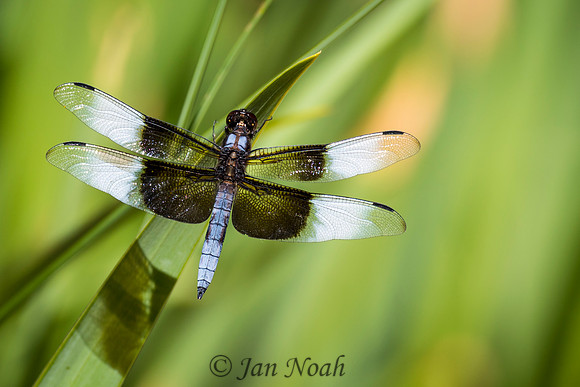 Widow Skimmer