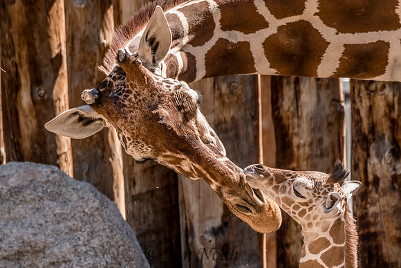 Mom and Son