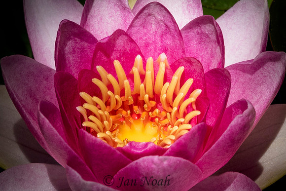 Center of the Lily Universe