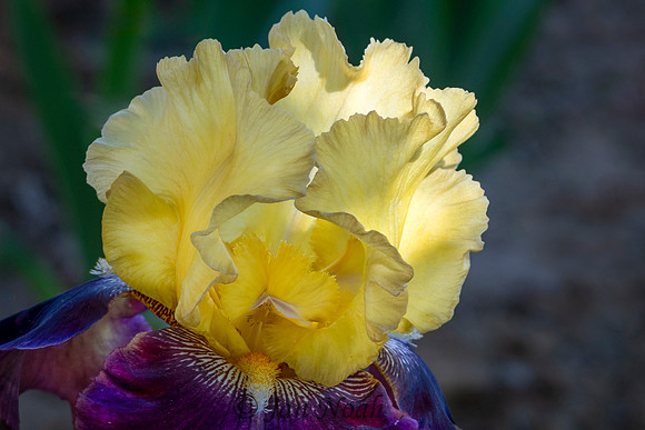 Iris Beauty
