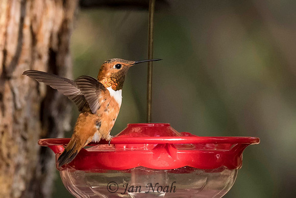 Rufous On Guard