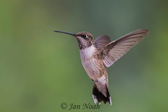 Female Broad-tailed Hummingbird