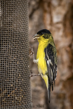 Male Lesser Goldfinch