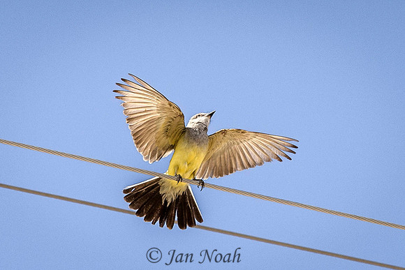 Western Kingbird