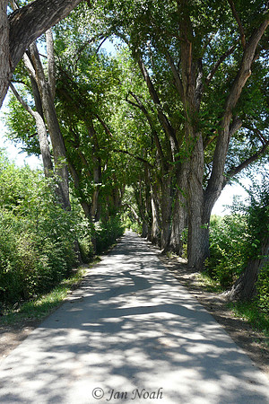 Tree Lane
