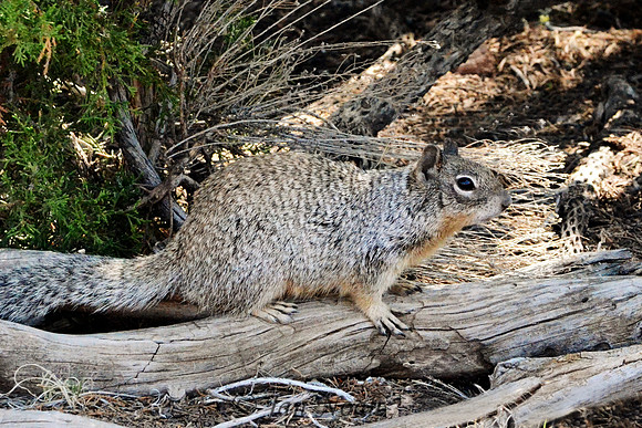 Squirrel