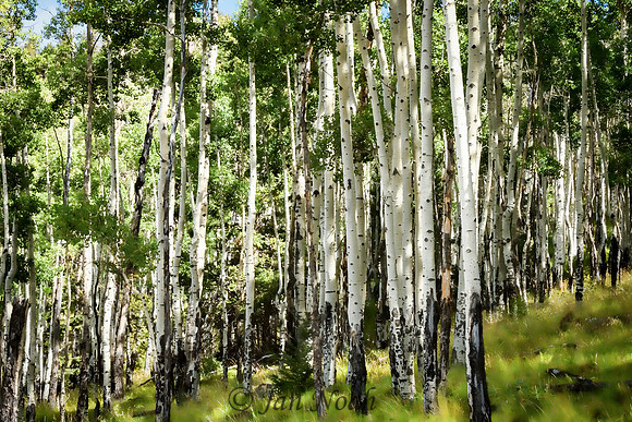 Aspen Dreams