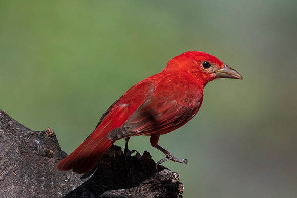 Summer Tanager