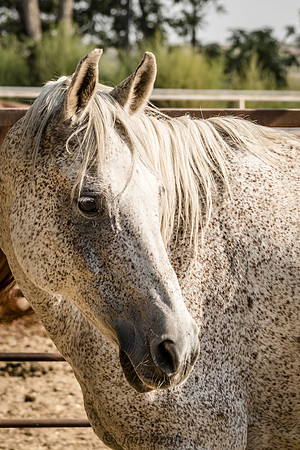 Speckled