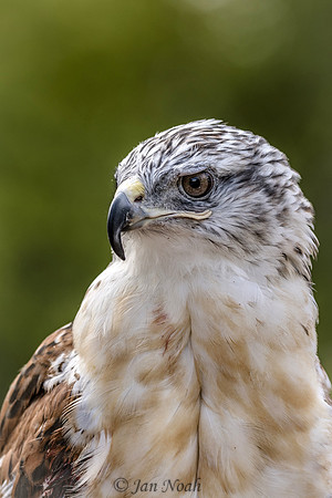 Ferruginous Hawk