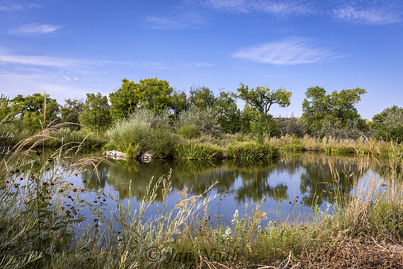 Calm on the Pond