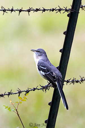 Mockingbird