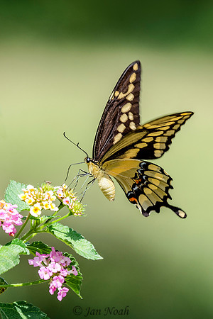 Lantana Lover