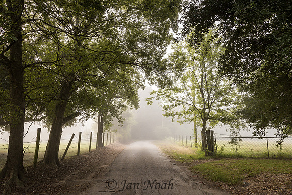Foggy Morning