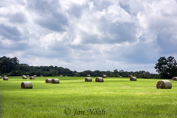 Field of Golden Hay