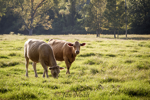 Late Afternoon Graze