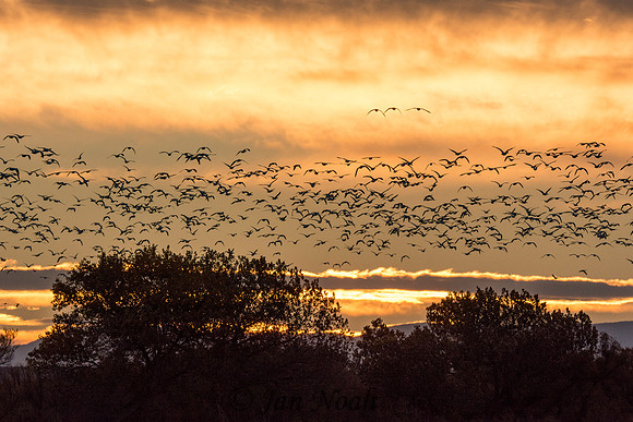 Snow Geese Sunrise Flight