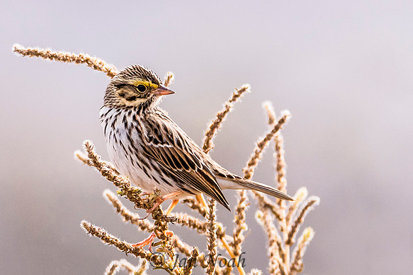 Savannah Sparrow