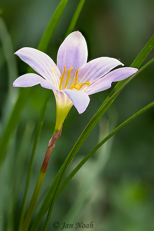 Rain Lily