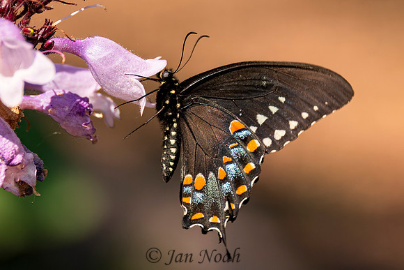 Black Swallowtail