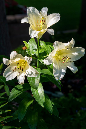 Daylily Trio