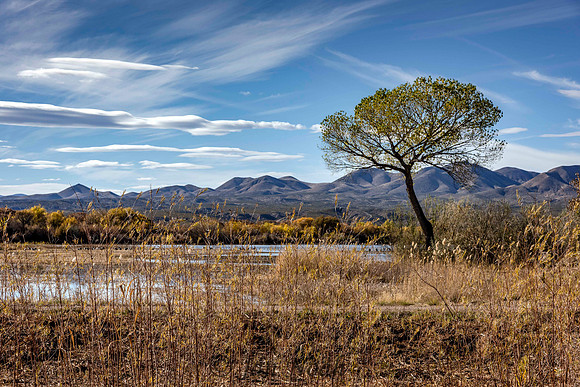 Bosque del Apache Landscape