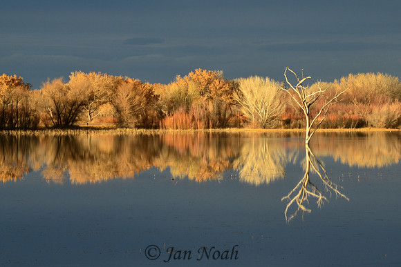 Reflections