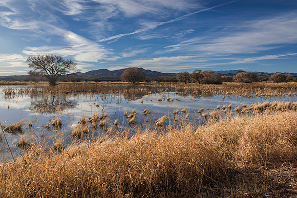 The Pond