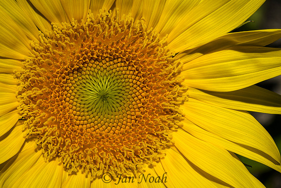 Summertime Sunflower