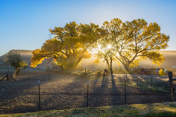 Sun Streaked