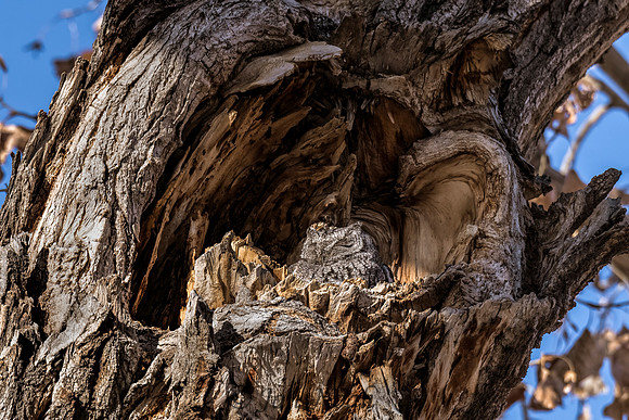Western Screech Owl