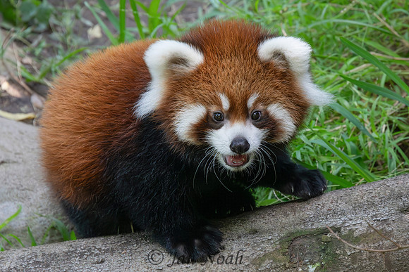 Red Panda