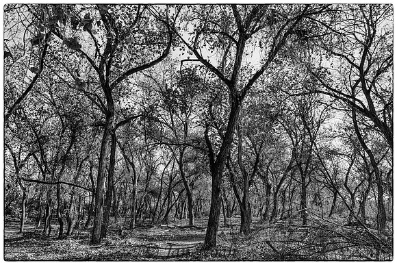 Winter in the Bosque