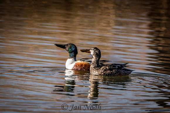 Northern Shovelers