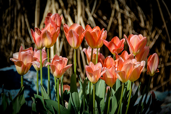 Apricot Beauties