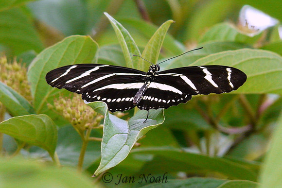 Zebra Butterfly