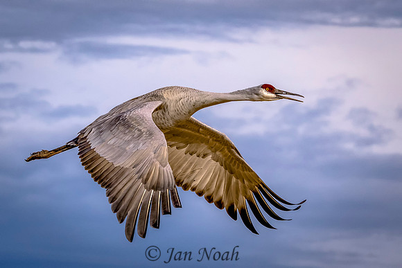 In Flight