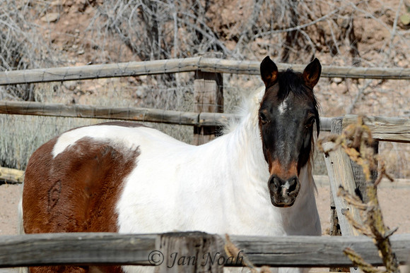Painted Pony