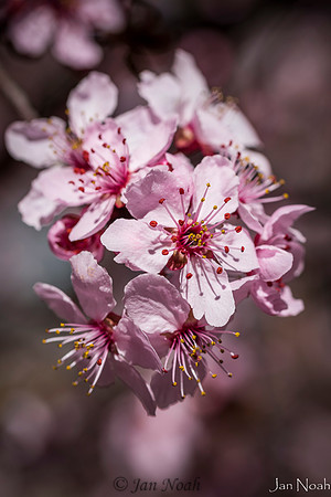 Pretty In Pink