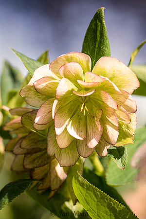 In Bloom