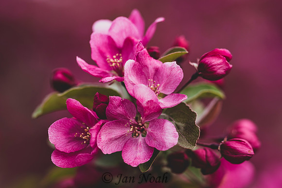 Crabapple Blossoms