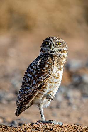 Burrowing Owl on Standby