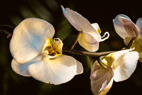 Orchid