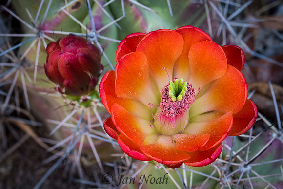 Claret Cup